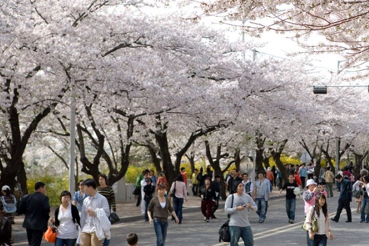 Full-day Hadong, Gwangyang, Cherry blossom, Green Tea Fields Private Tour - Photo 1 of 20